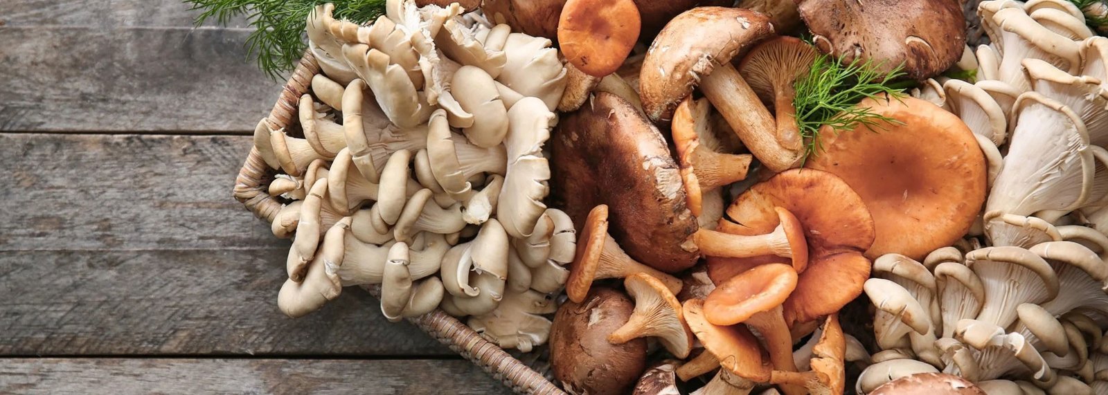 Medicinal Mushroom 