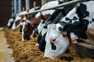 Animal Feed